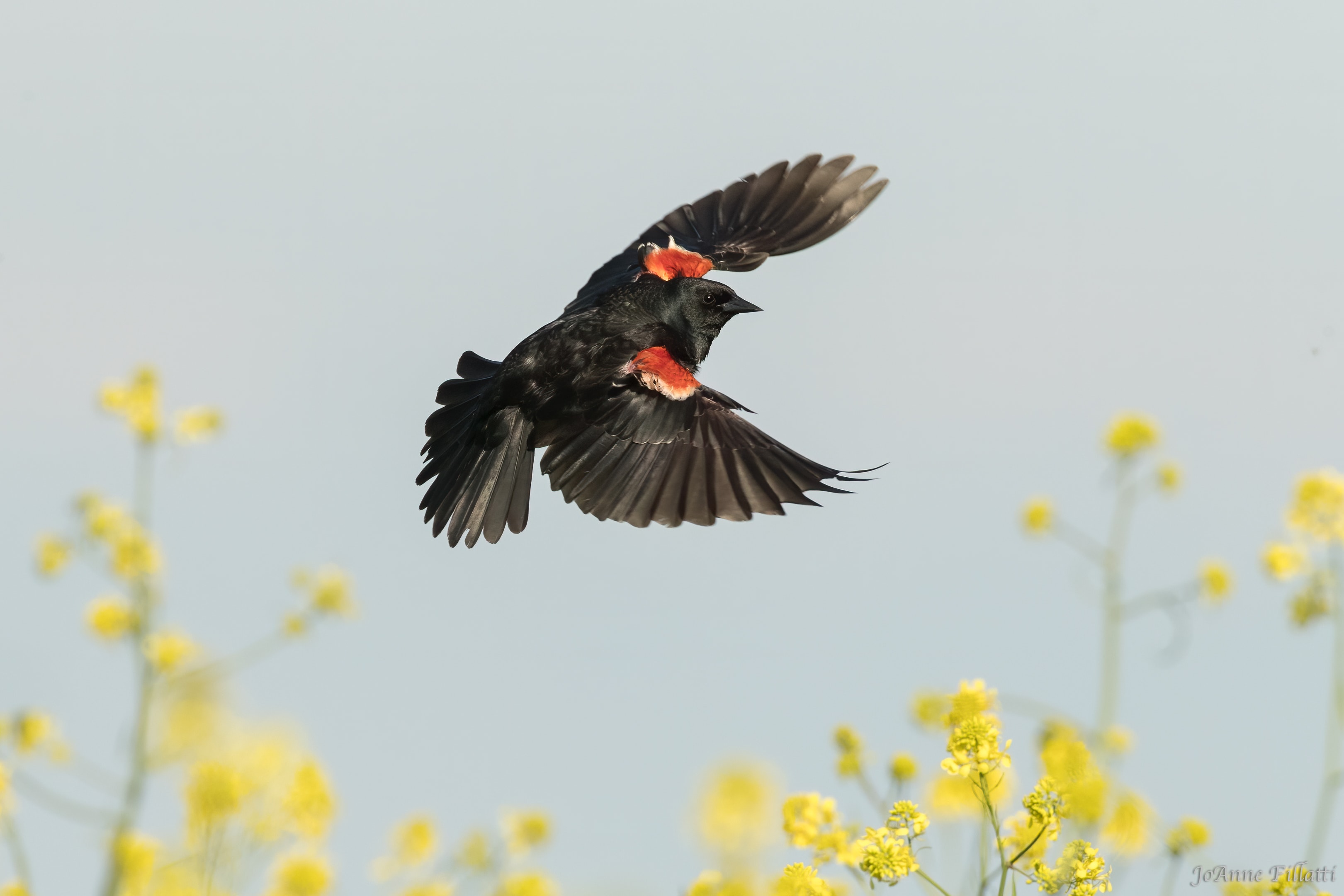 bird of California image 10